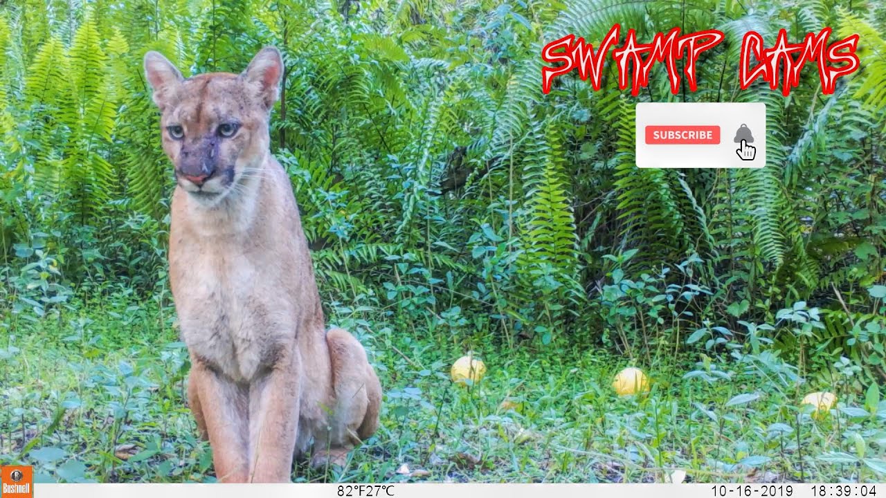 Florida Panther Sits Right in Front Of My Camera