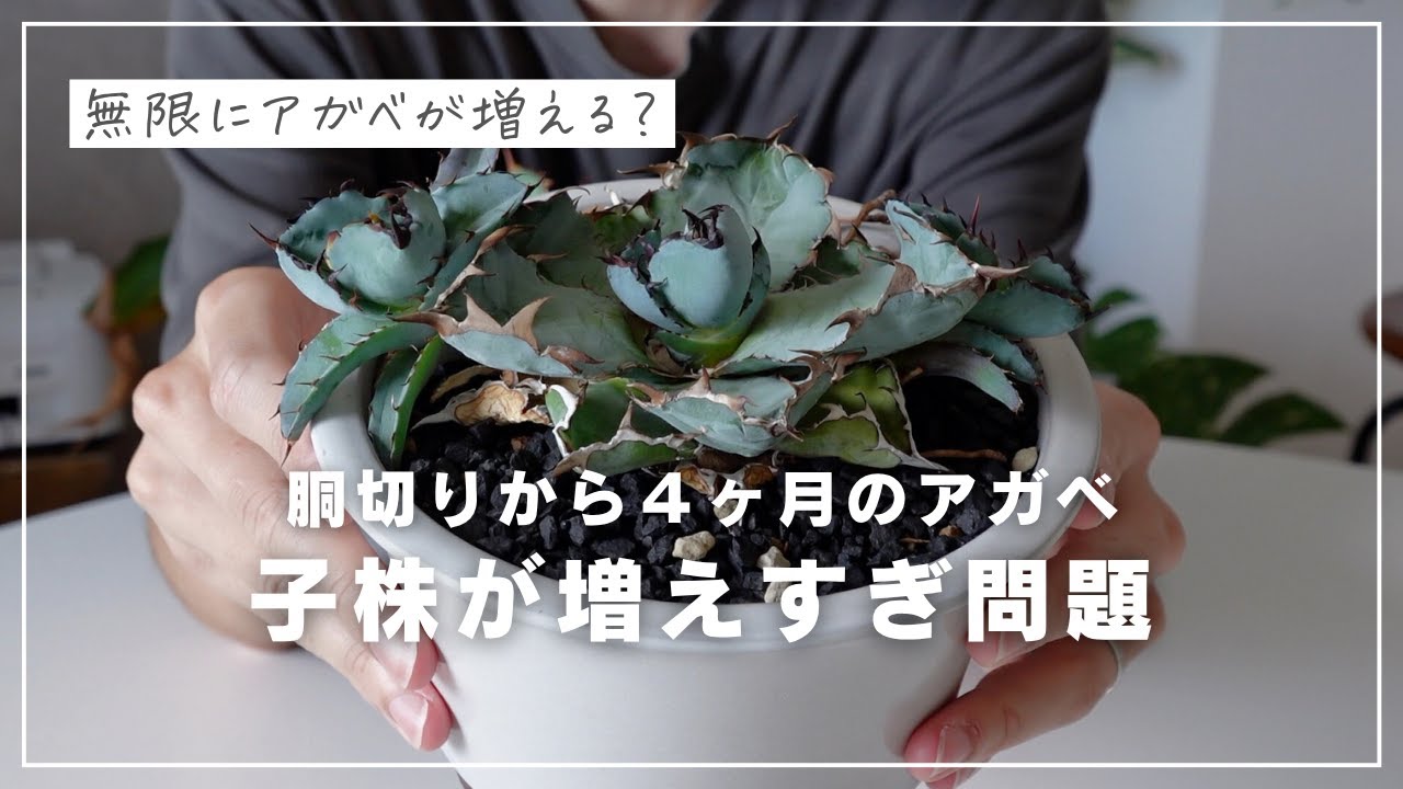 【無限に増える】アガベを半分に切ったら、驚きの姿に...！