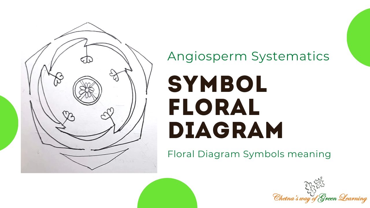 Floral Diagram I Symbol of Floral Diagram video