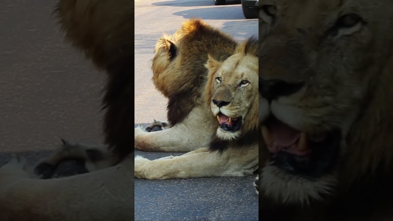 TWO HUGE LIONS BLOCK THE ROAD! Look at the Size of Those Heads & Paws!🦁💥🤯 #lion #lionking #wildlife