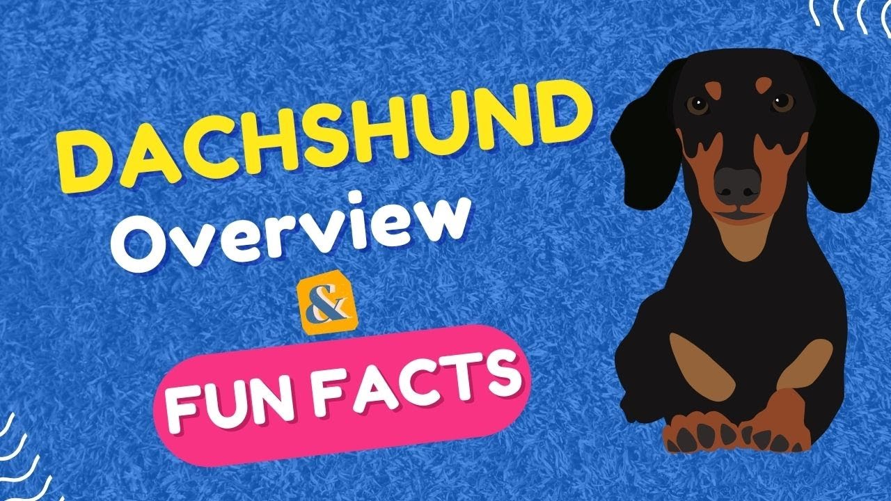 Dachshunds: History, Care Tips, and Fun Facts! | Total Pet Tales