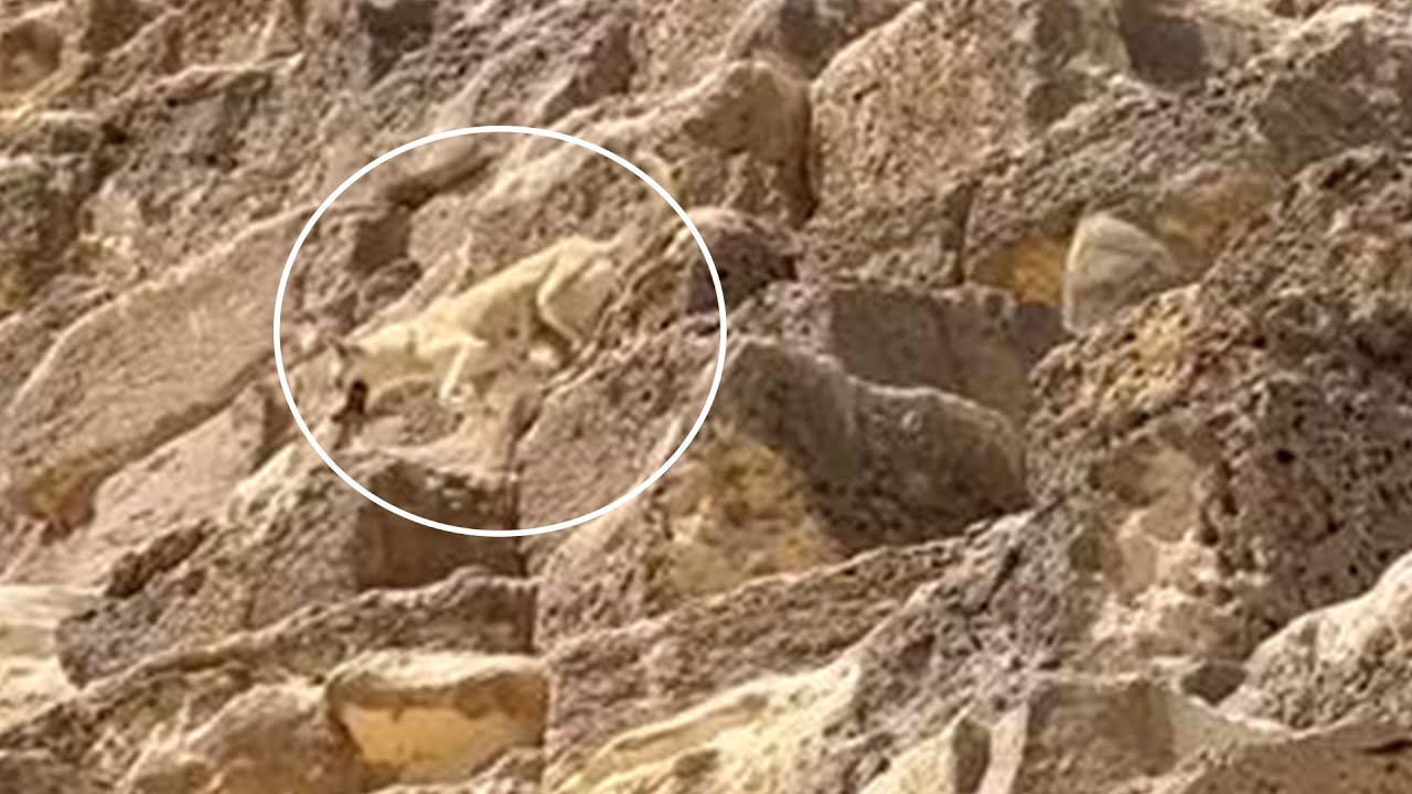 CAUGHT ON CAMERA | Stray dog spotted climbing down Great Pyramid in Egypt