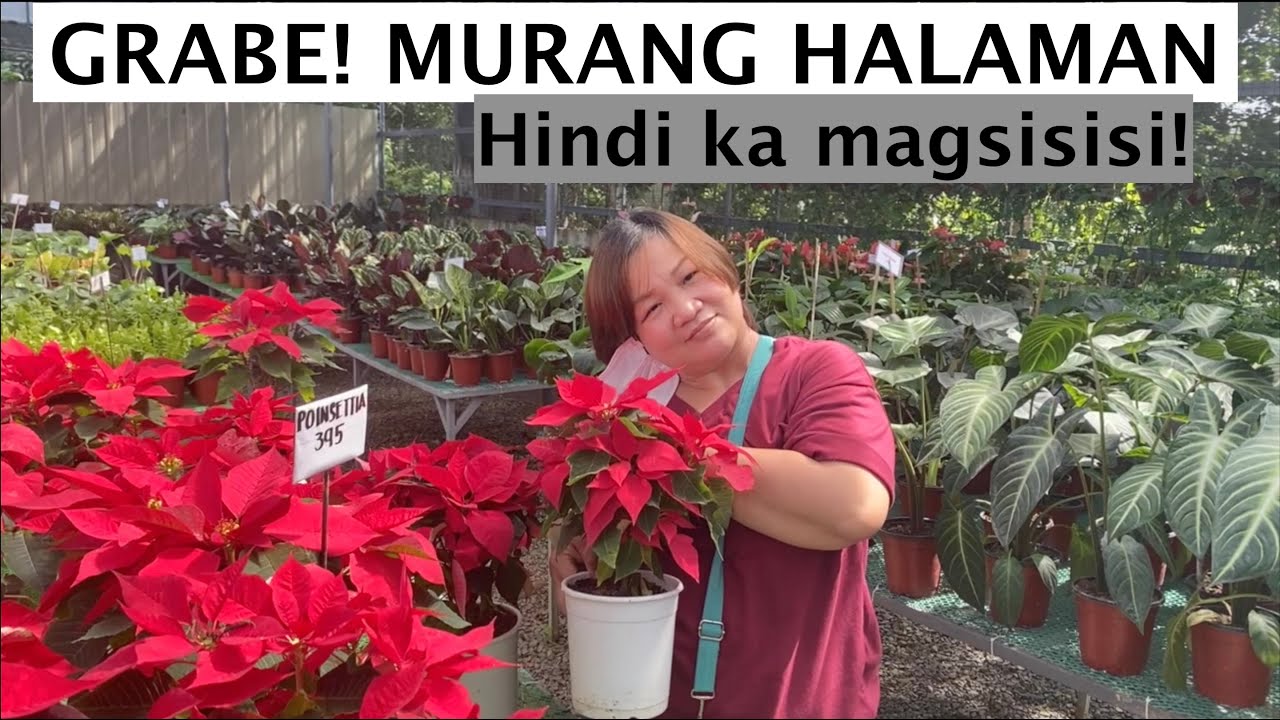 GRABE, MGA MURANG HALAMAN ANDITO SA EVERGEEN PH FROM AGRIKULTURA  | Mommy Liberty