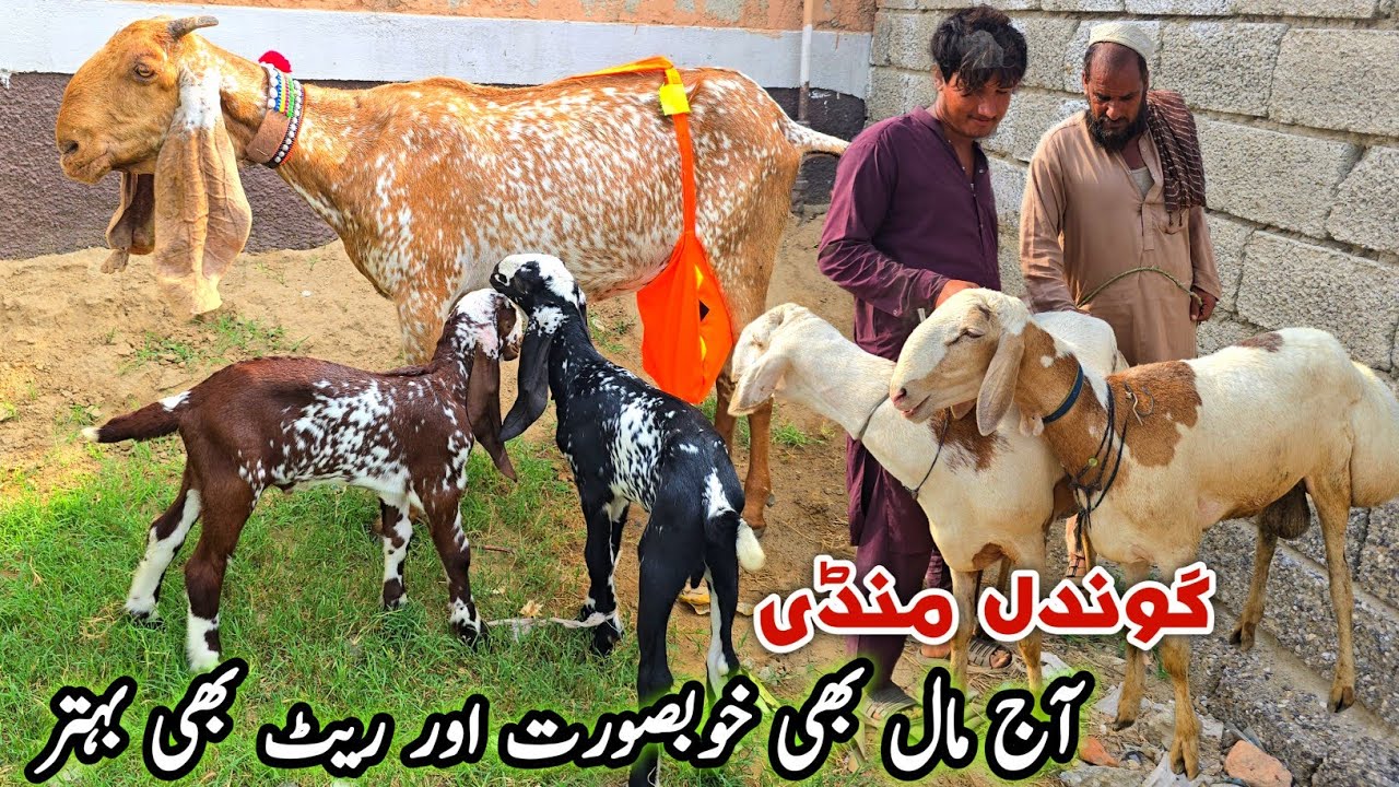 Bakra Mandi Gondal Attcok Latest Update 4 August 2025 | Turkey Dumby Doodh Bacho Wali Bakriyan 