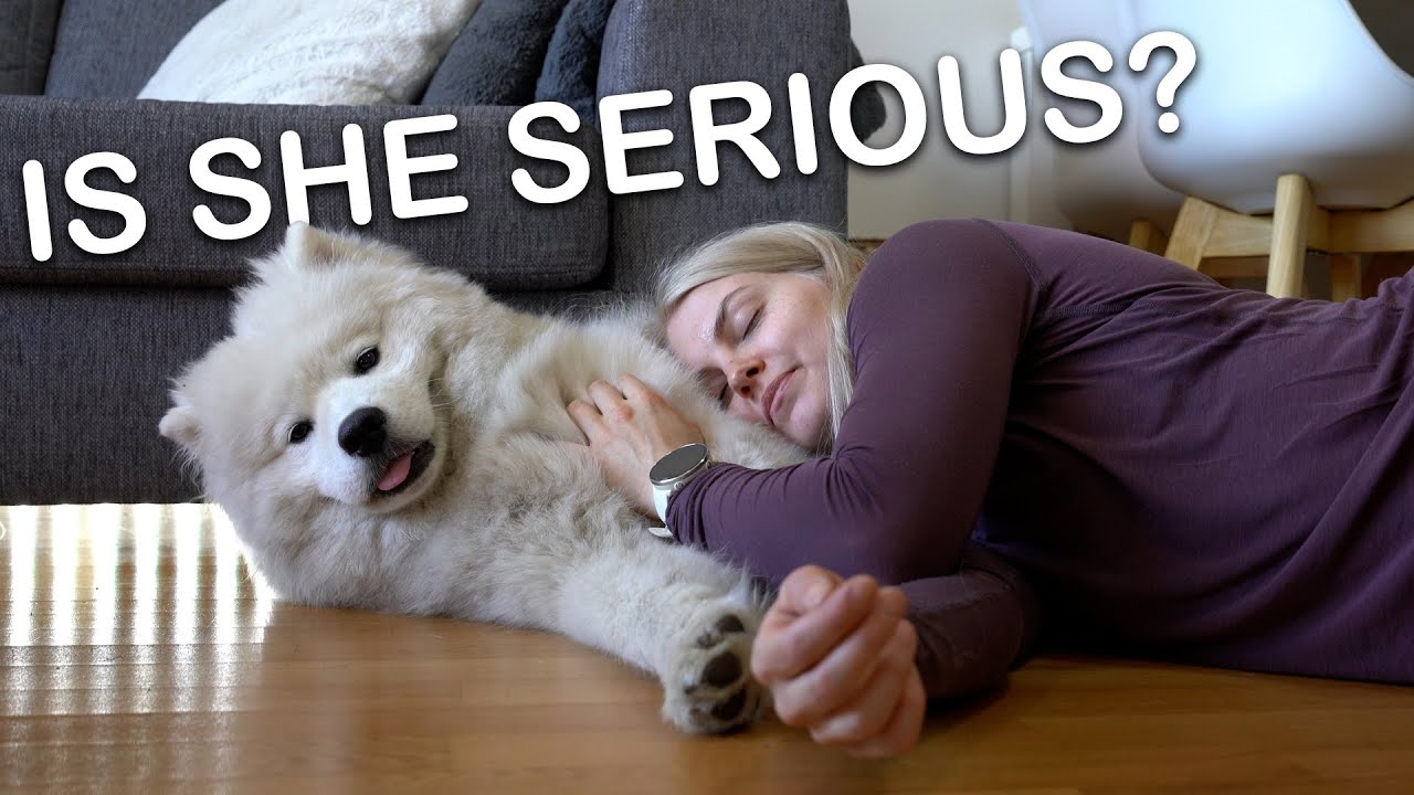 Using My Samoyed Dog As A Pillow
