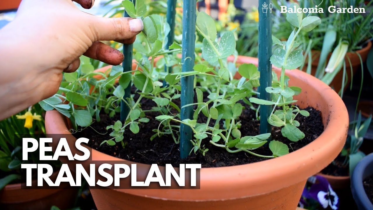 Transplanting Peas Sown Indoors Into Outdoor Containers | Balconia Garden