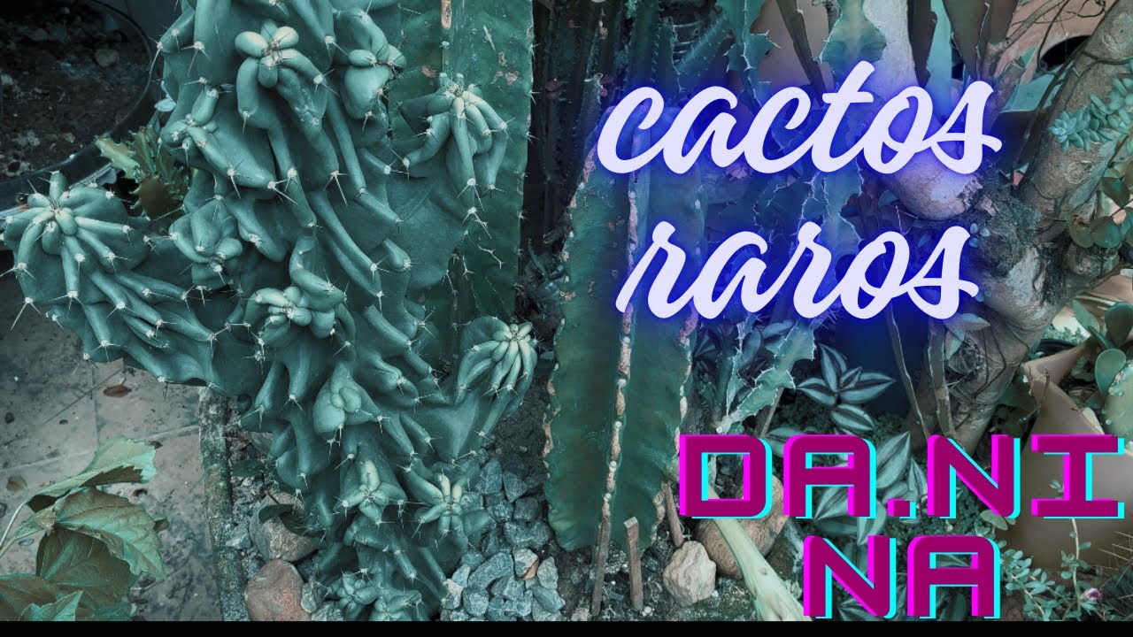 O Sol esquentou por aqui hoje queimando até os cactos monstros 🌵 sim 🌵🌵￼