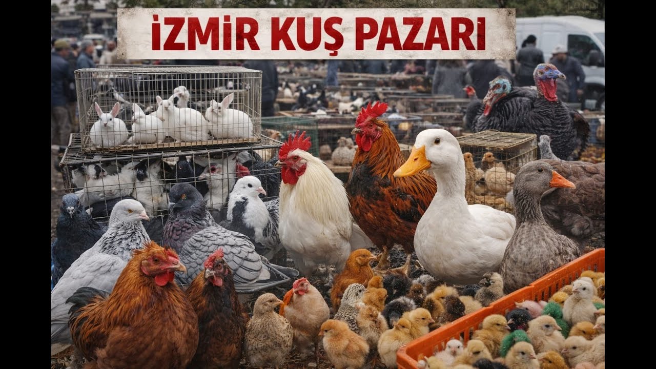 İZMİR KUŞ PAZARI GÜNCEL VİDEO