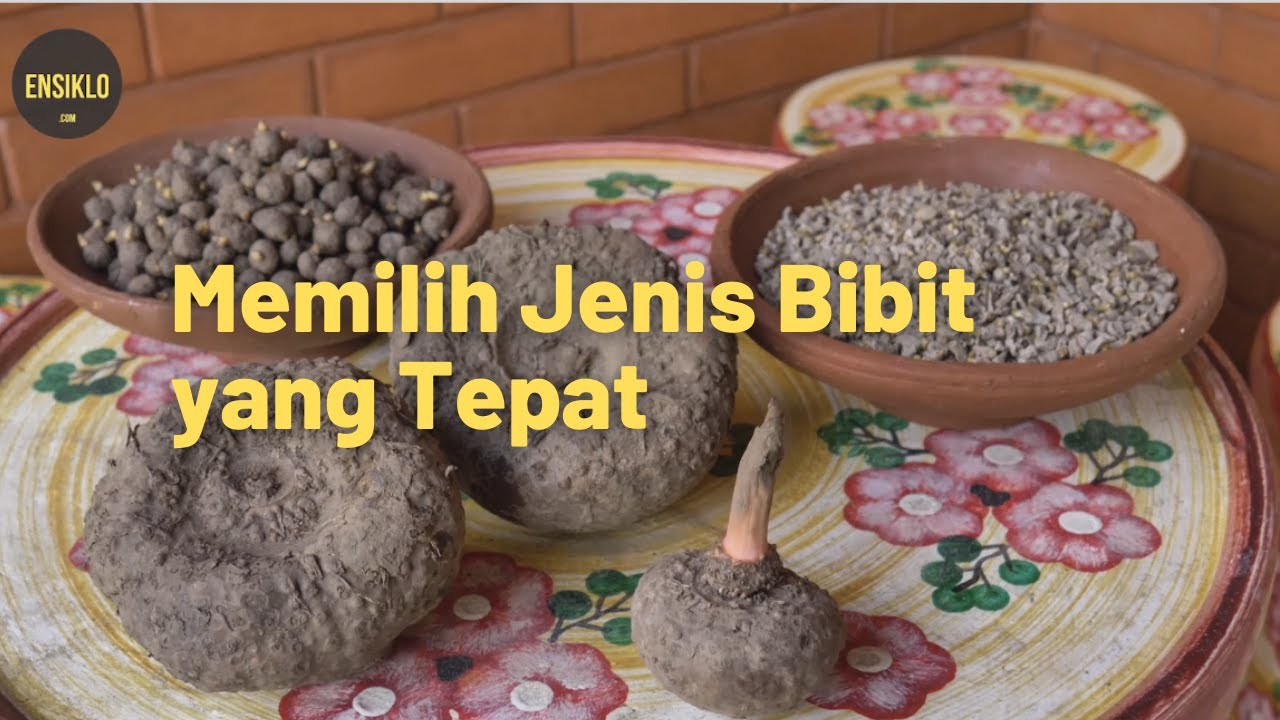 Mengenal Jenis Bibit Porang: Biji Katak, Biji Bunga dan Umbi