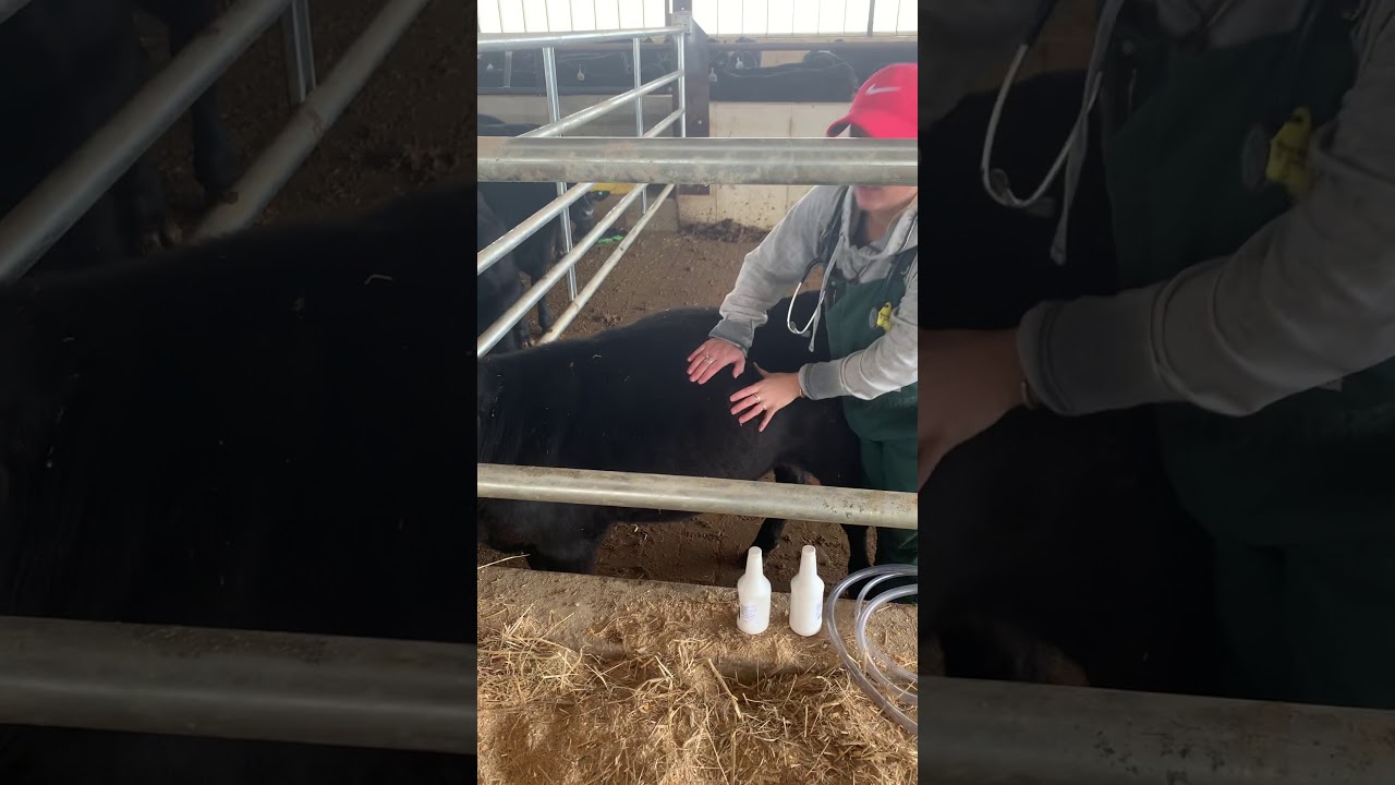 Bloat in cattle 💨