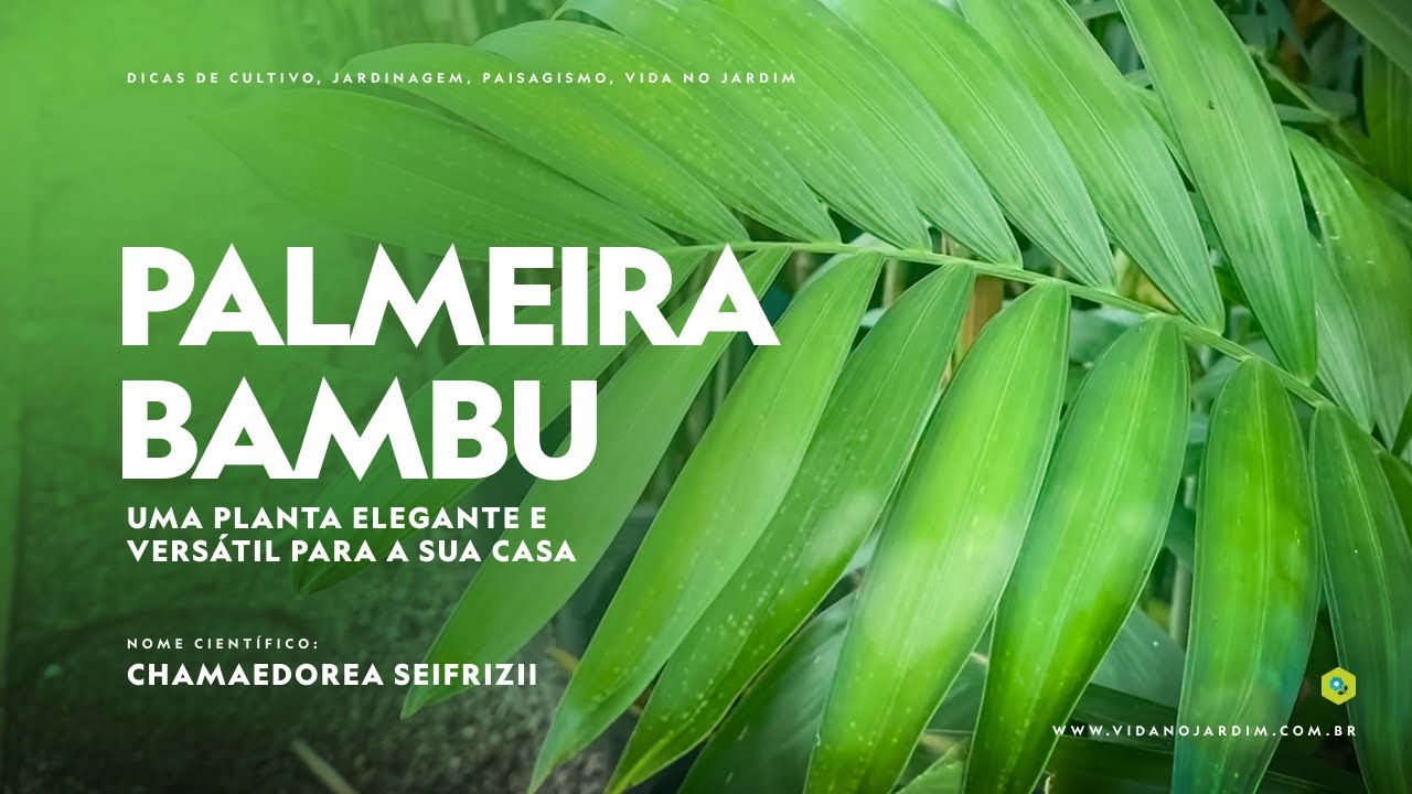 PALMEIRA BAMBU uma PLANTA ELEGANTE e VERSÁTIL para a sua CASA