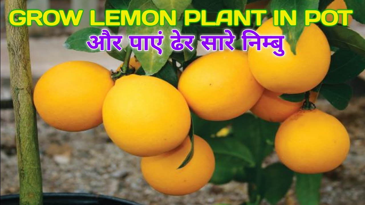How To Grow Lemon At Home Kitchen Gardening In Hindi l Grow Lemon Plant Nursery Style