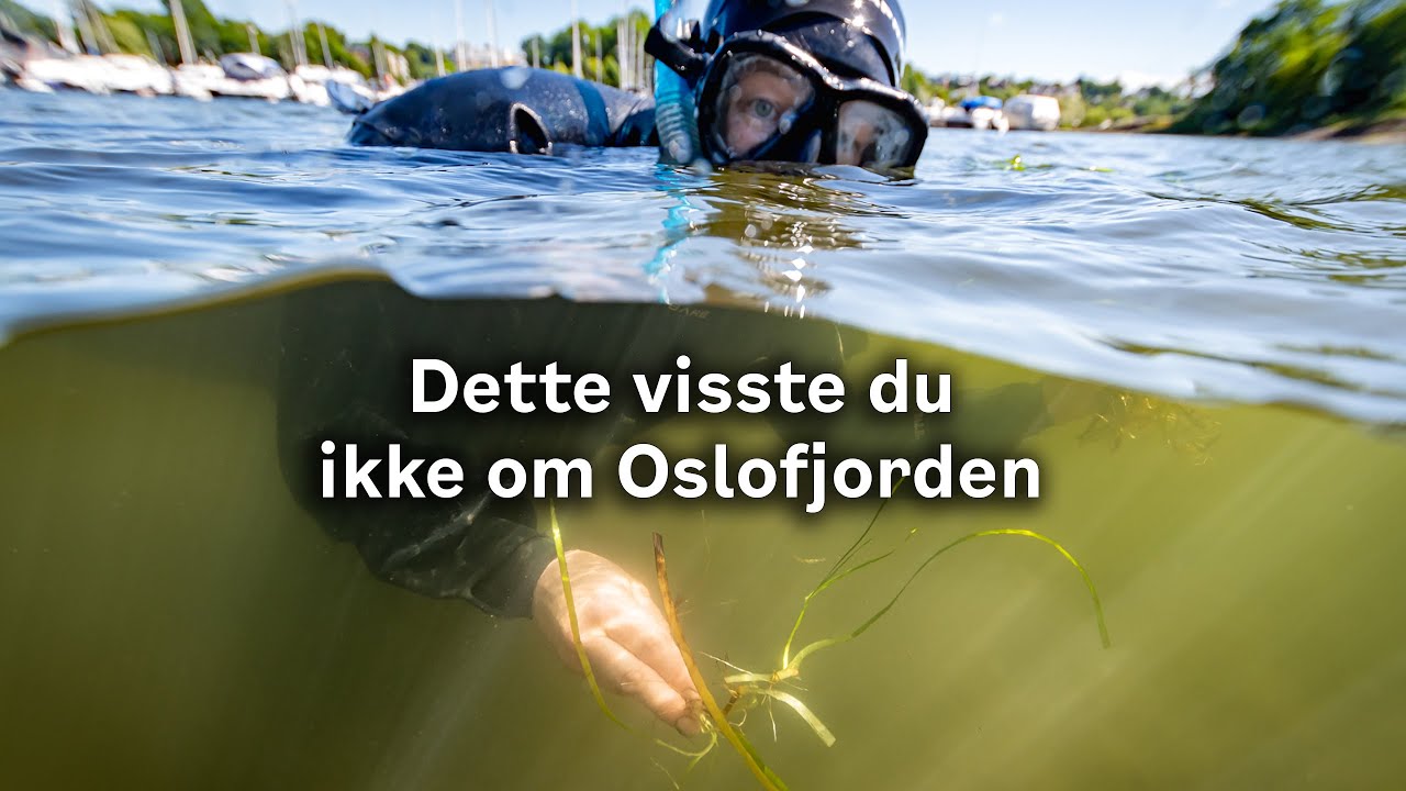 Dette visste du ikke om Oslofjorden