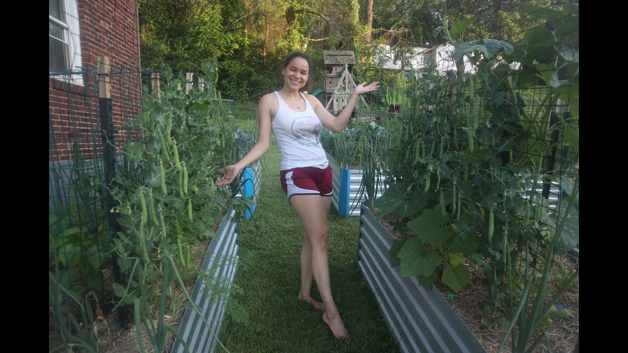 FULL URBAN BACKYARD GARDEN TOUR - JUNE 25