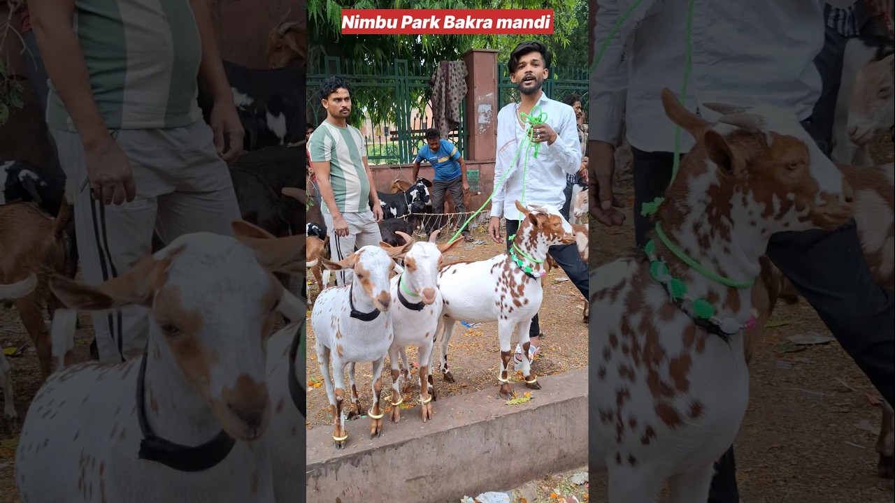 top quality 3 barbare Bakre Nimbu Park bakra mandi#shorts