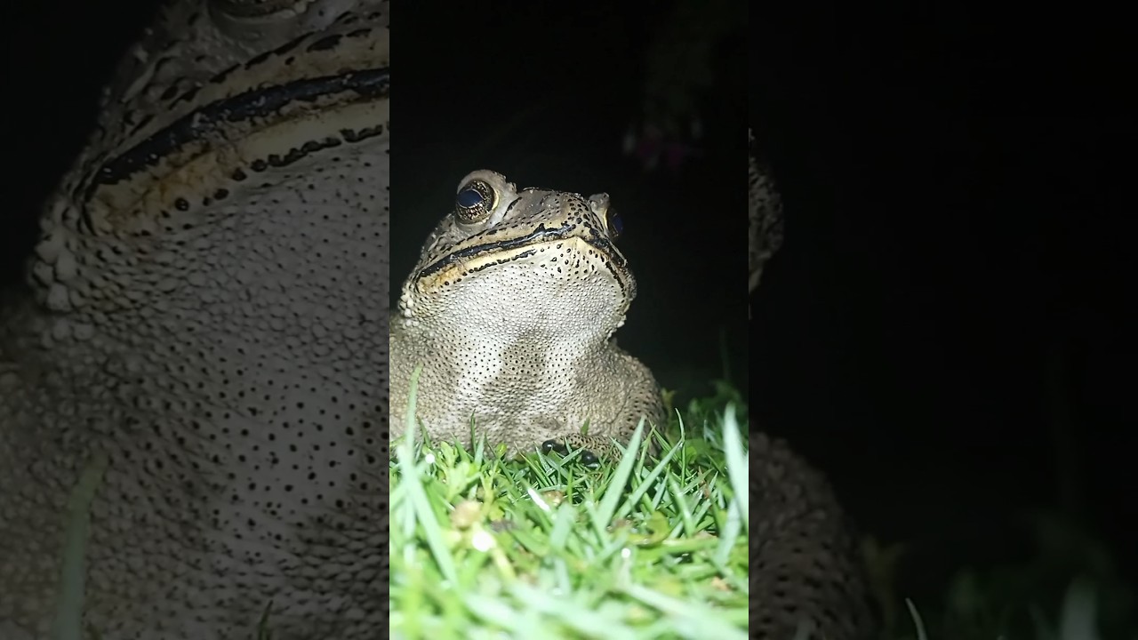frog sound #shortvideo #frogs