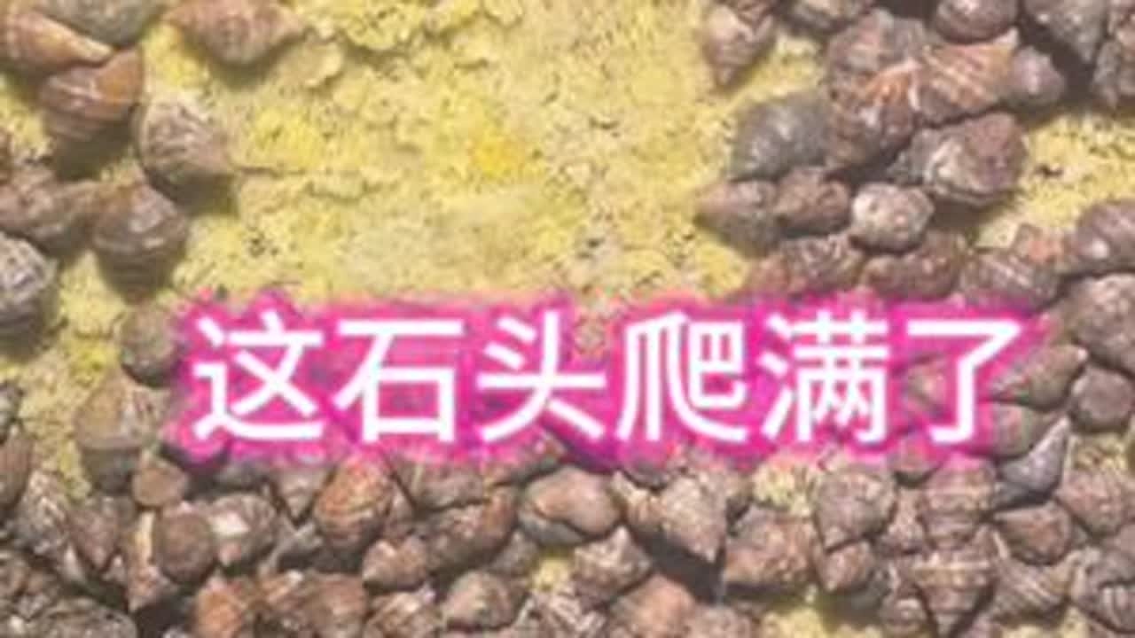 #喜欢赶海的关注我 #户外赶海抓海鲜 #赶海为什么让人上瘾  海螺没有抓多少，遇到的都是辣螺