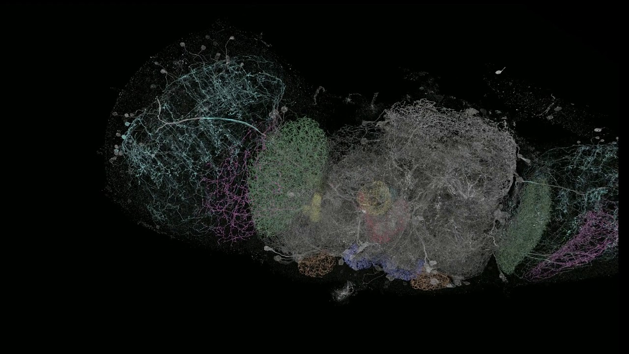 Flying through a fly's brain
