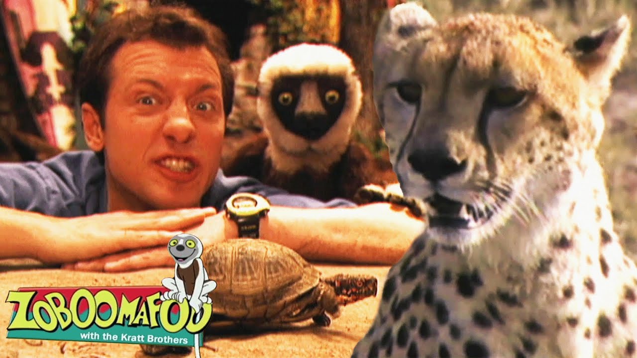 Rápido e Lento | Zoboomafoo Português - WildBrain | Episódios Completos para Crianças