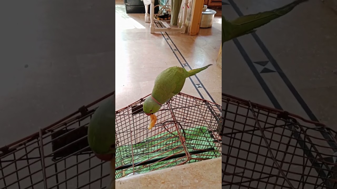 Cute Parrot Eating Orange 🍊 yummy #meintota #petbird #rabbit #mainteratota #birds