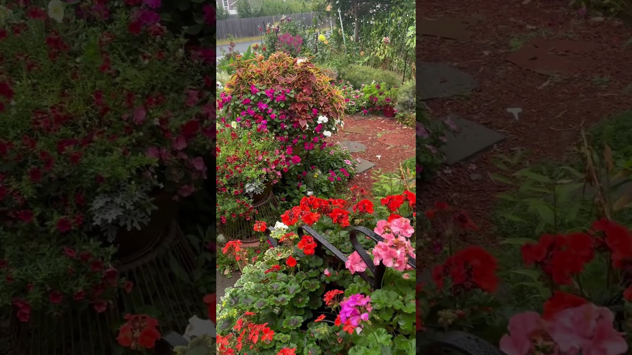 Agradecida por un nuevo d&iacute;a en mi peque&ntilde;o gran jard&iacute;n #mipeque&ntilde;ogranjardin #plantas