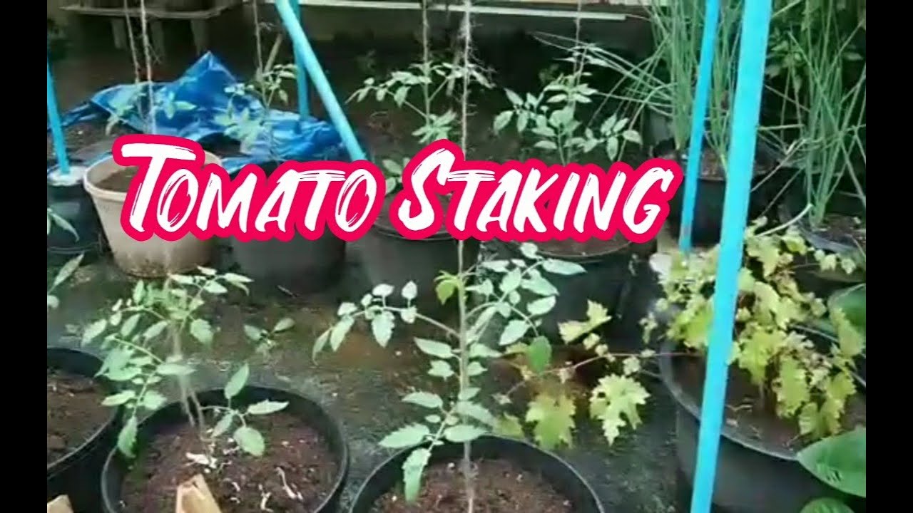 Staking Tomatoes I Cherry and F1 Hybrid Variety I Organic Gardening