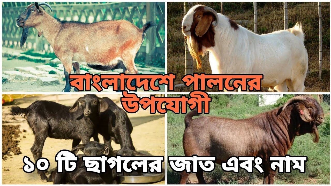 বাংলাদেশে পালনের উপযোগী ১০টি ছাগলের নাম এবং জাত পরিচিতি  | Top Ten Goat Breeds And Names