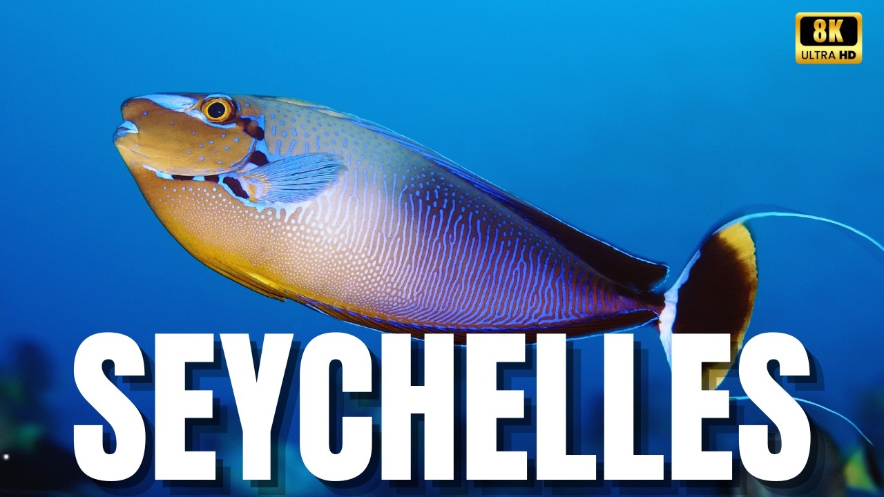 🐠ENCONTRAMOS UM PORTAL PARA OUTRO PLANETA | A Vida Subaquática das Seychelles É Irreal