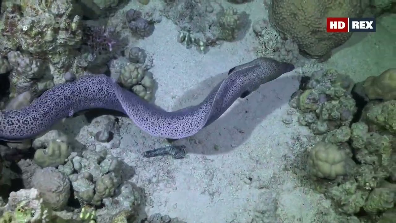 Как в Красном море на коралловом рифе ночью охотиться Гигантская мурена (Gymnothorax javanicus) ?