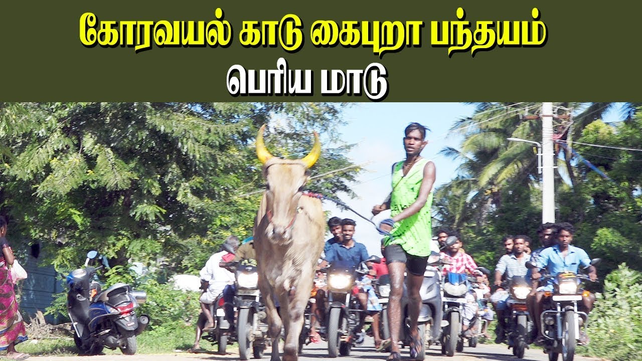 கோரவயல் காடு -கைப்புறா -பெரியமாடு -02.11.2019-KoravayalKadu Kaipura Panthaym