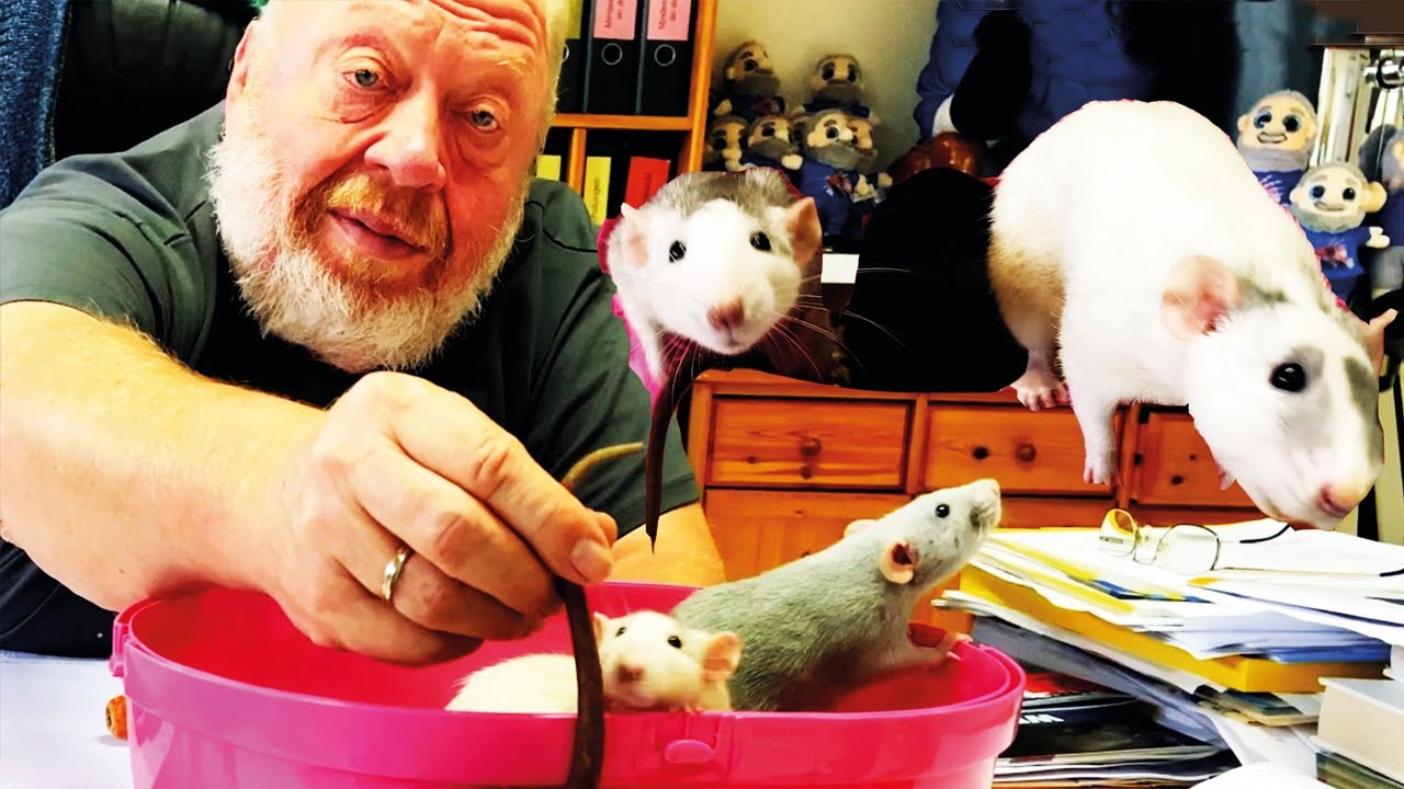 RATTENPAPA NORBERT – SÜßE SCHÄDLINGE – NORBERT VLOGGT | ZOO ZAJAC
