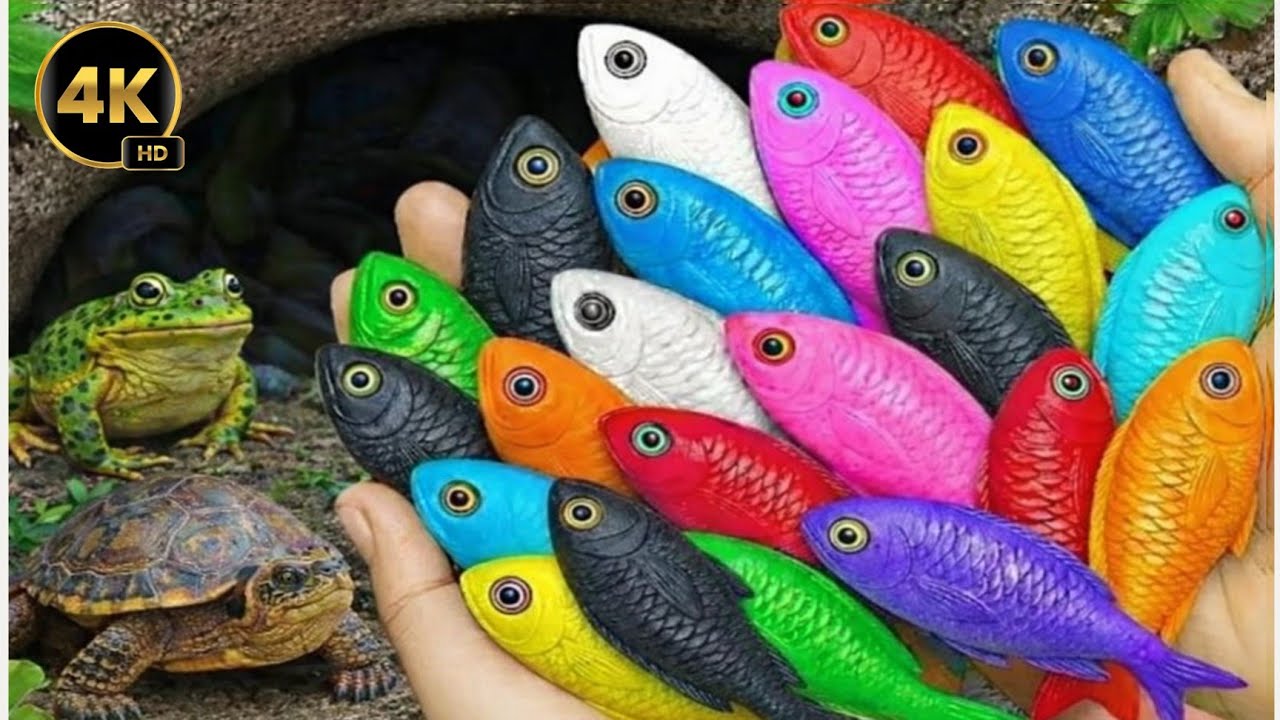 Aquarium Fish Collection from Small Pond | Baby Turtles, Blue Guppies & Eel