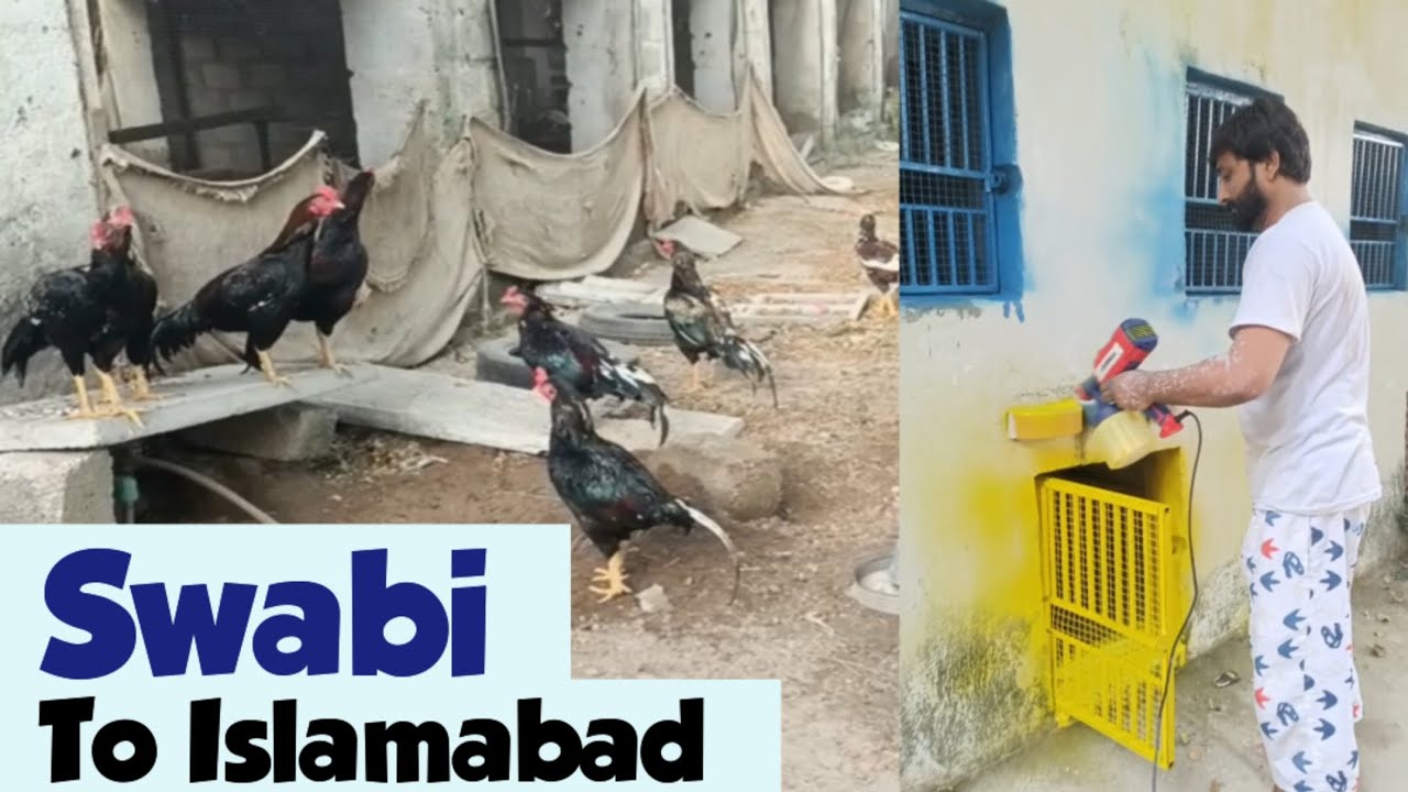 Birds Shifting From Swabi Farm To Islamabad 