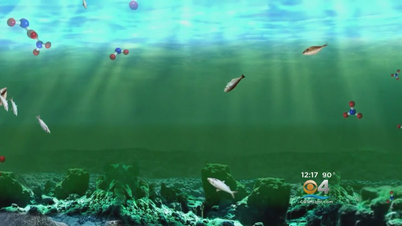 Biggest Ever Dead Zone In Gulf Of Mexico