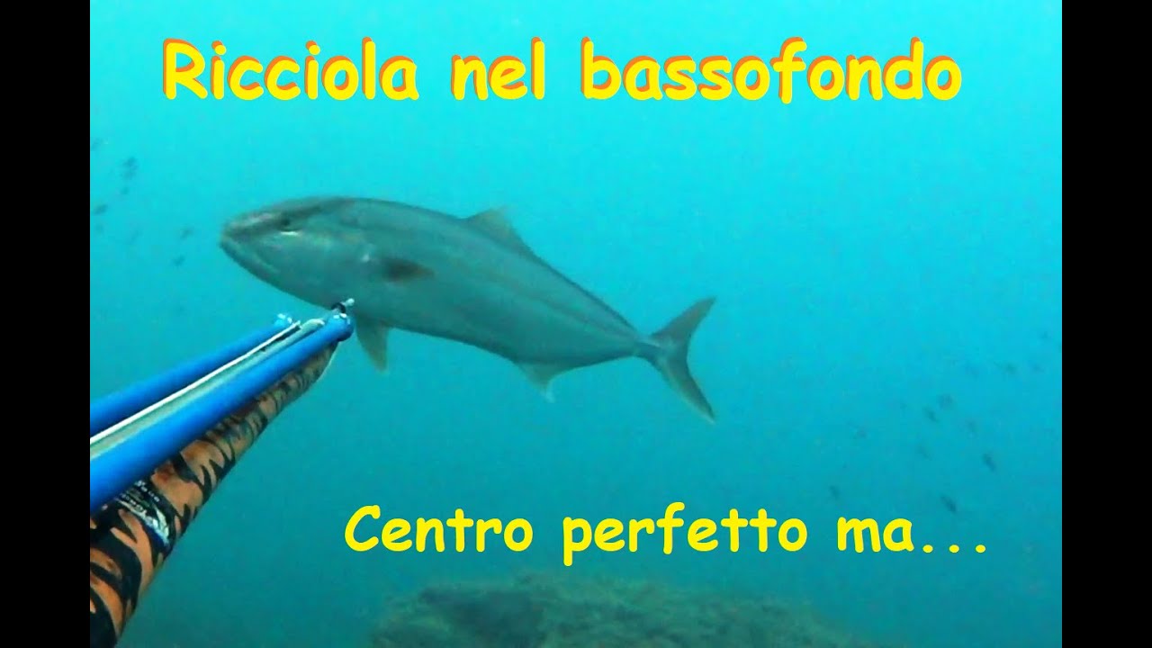 Centro perfetto e finale ASSURDO! Pesca sub: Grossa ricciola nel bassofondo. Spearfishing amberjack 