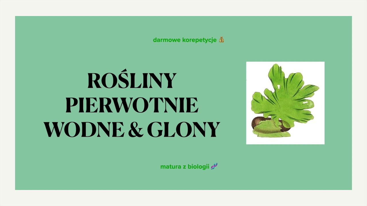 #10 Glony i rośliny pierwotnie wodne - podział i znaczenie - matura z biologii 🪲 powt&oacute;rka liceum