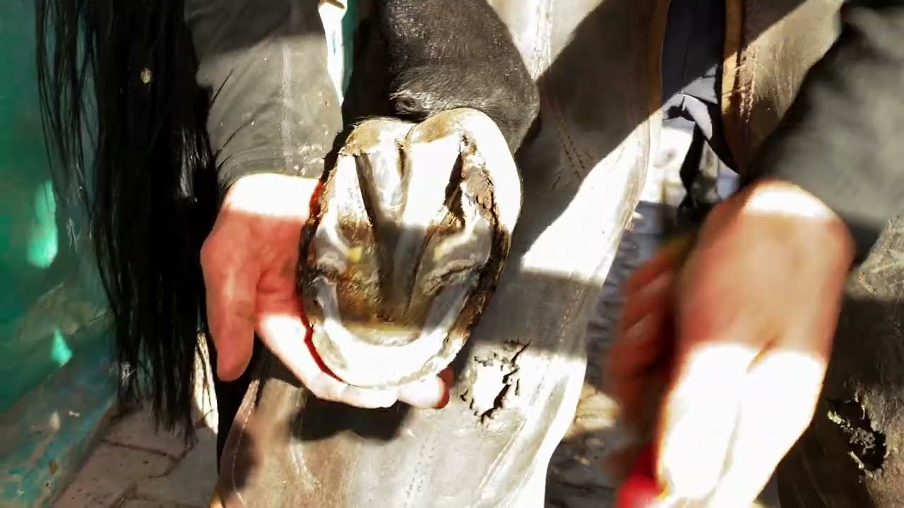 Hoof Care ASMR | 4K Farrier ASMR