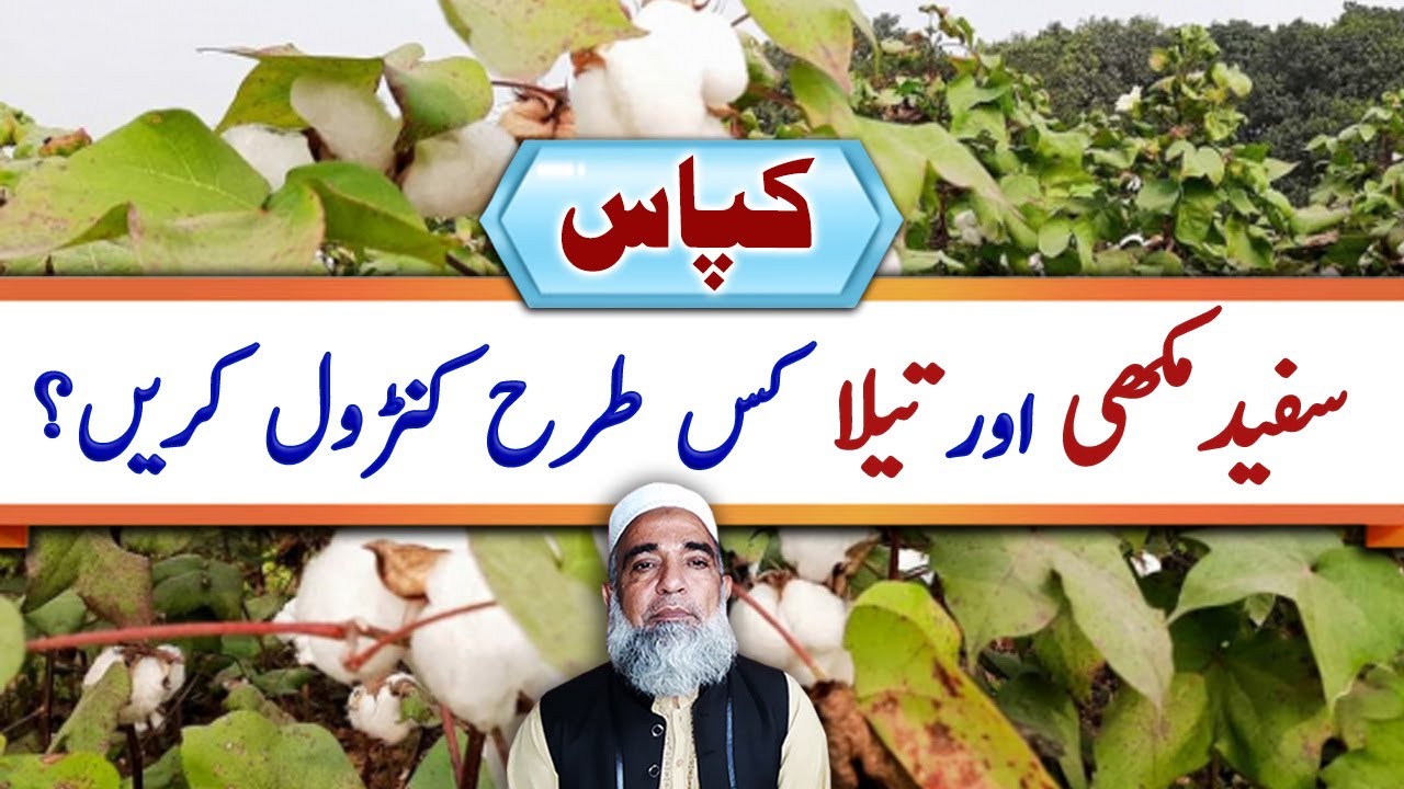How to control White Fly and Aphid (Tela) in Cotton || Crop Reformer