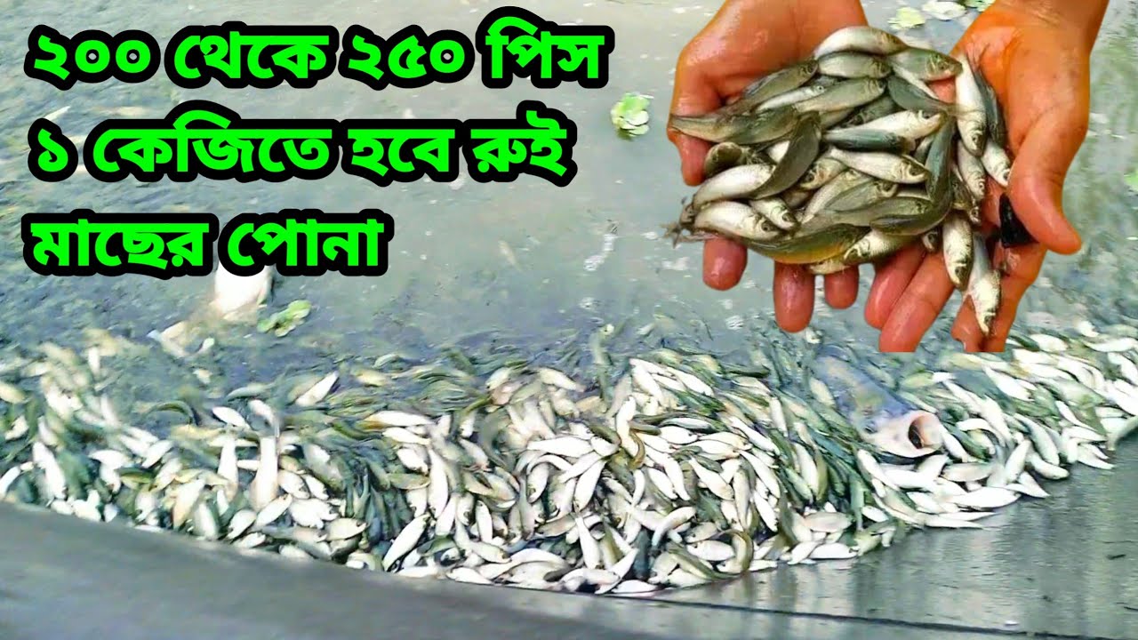3-G রুই মাছ চাষ পদ্ধতি ও কোথায় পাওয়া যায়। রুই মাছ চাষ পদ্ধতি। 3-g রুই মাছের পোনা