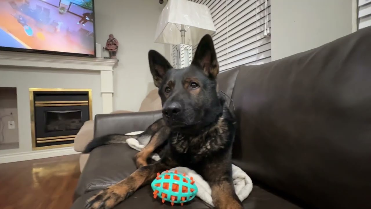 When you love your squeaky toy and you’re generous with your birthday cookies 🐾💛