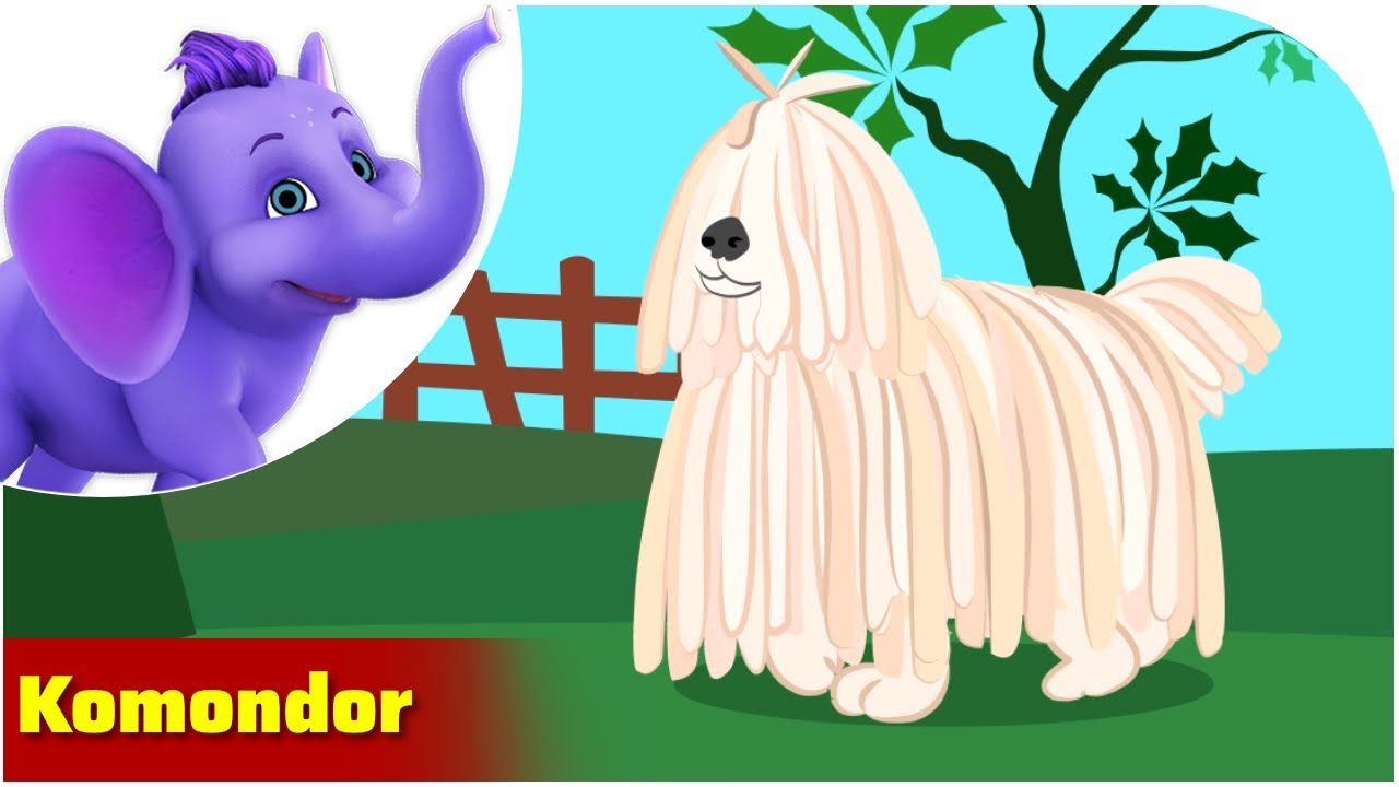 Komondor / Weird Animal Songs / Appu Series