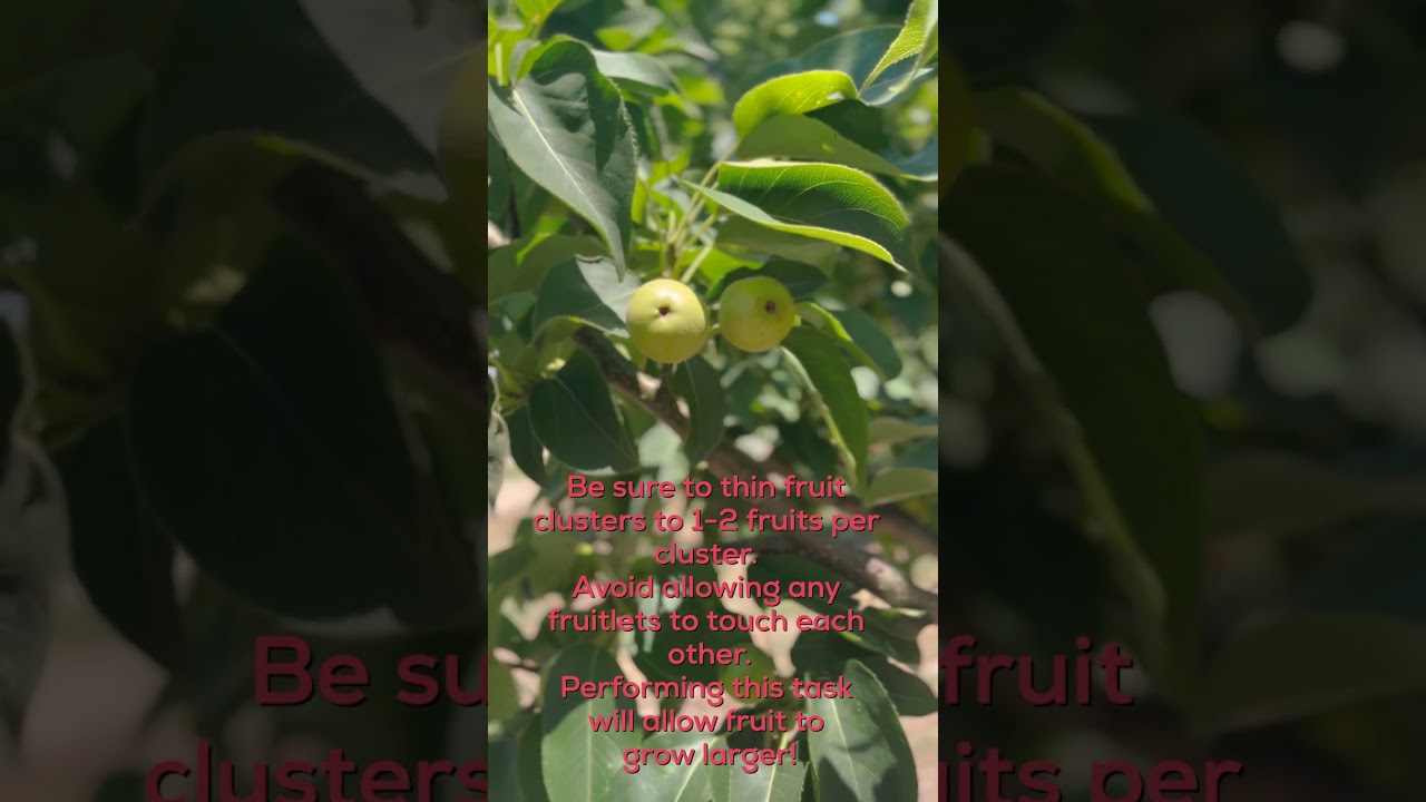 How to Thin Fruit Tree #shorts