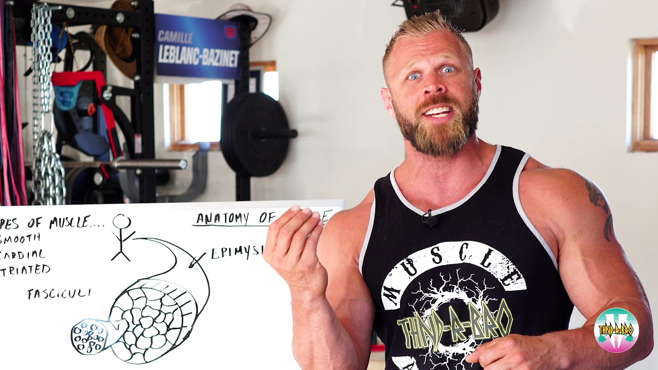 Dave Lipson | Meathead Mechanics: Anatomy of a Muscle