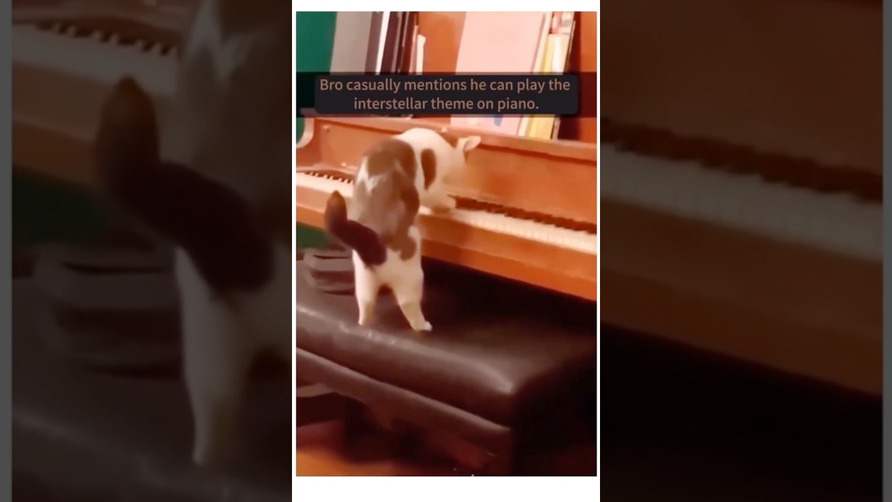 Cats Play Piano?! Strange Cat Behavior & Playtime Chaos