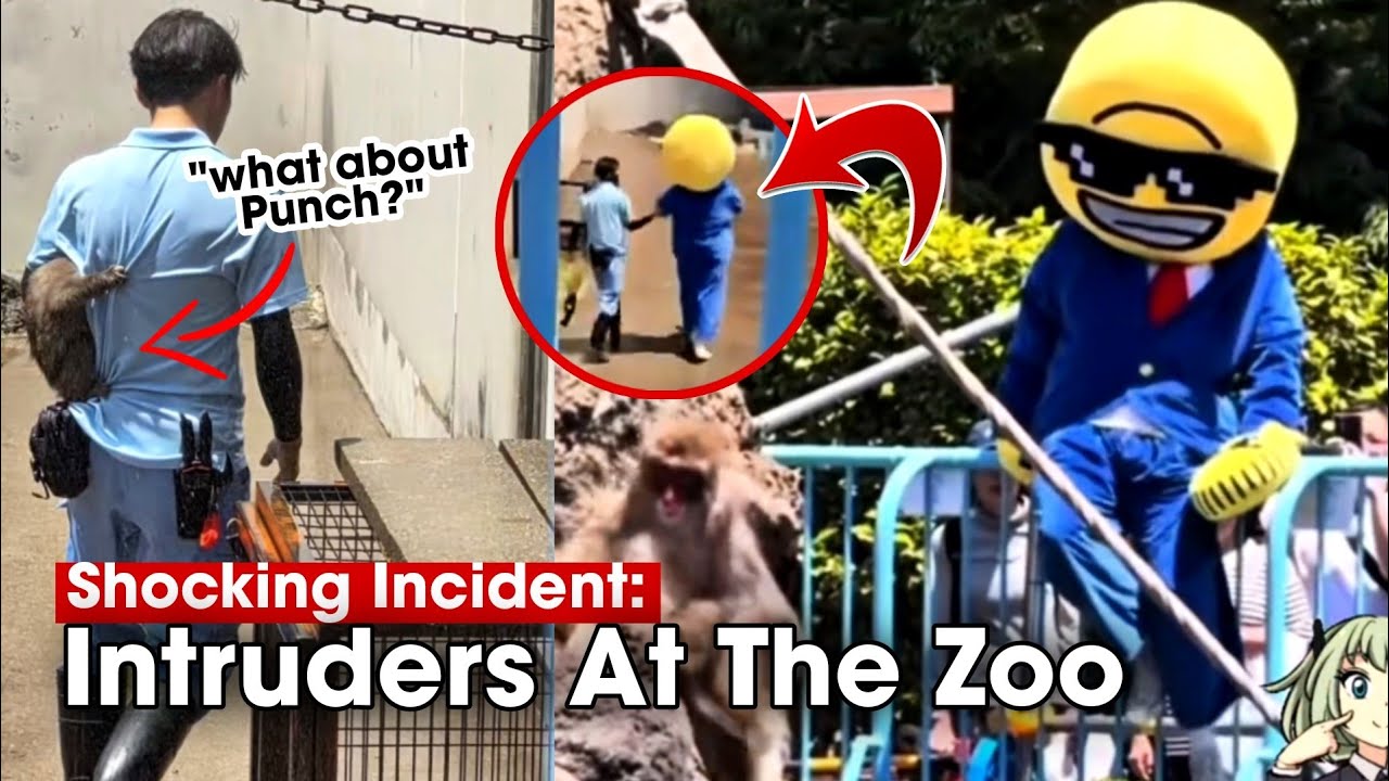 Shocking Incident: Intruders Infiltrate the Monkey Mountain Enclosure at Ichikawa Zoo Today