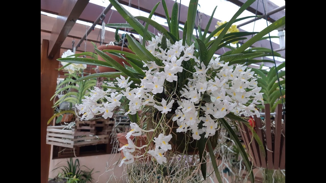 Rodriguezia Venusta em floração 🙋🏻‍♀️