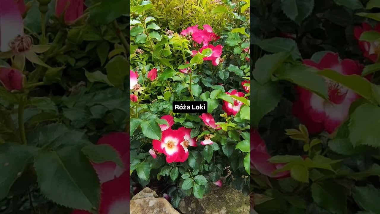 Co kwitnie w drugiej połowie czerwca?#garden #rośliny #gardening #ogr&oacute;d #flowers #r&oacute;że #plants