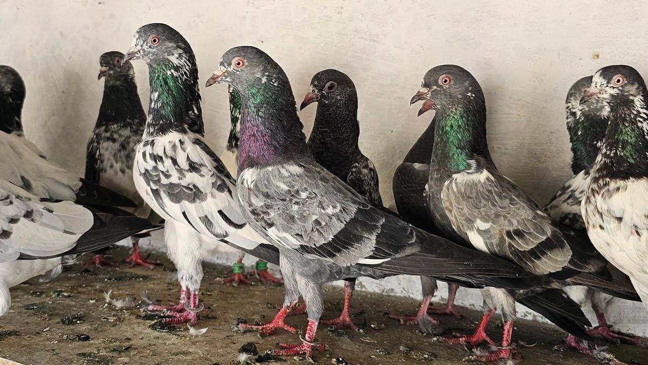 ❤️🕊🕊KGN pigeon loft Gautam  is live🕊🕊❤️