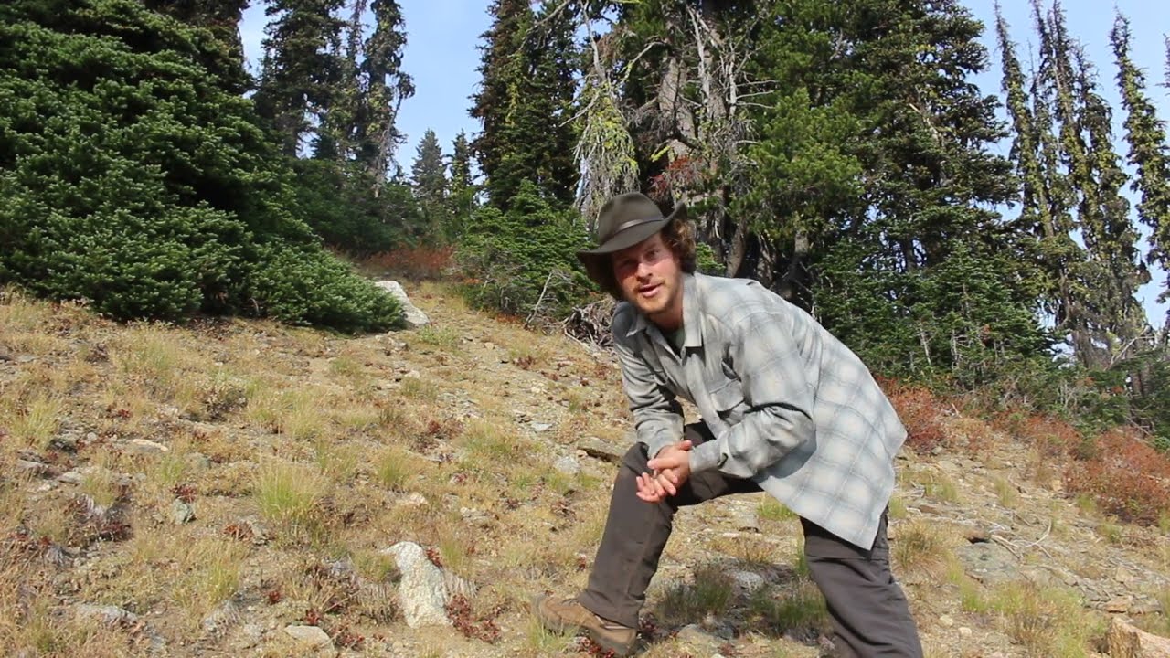 Love, Loss, and Hope in the Mountains: Whitebark Pine (Pinus albicaulis)