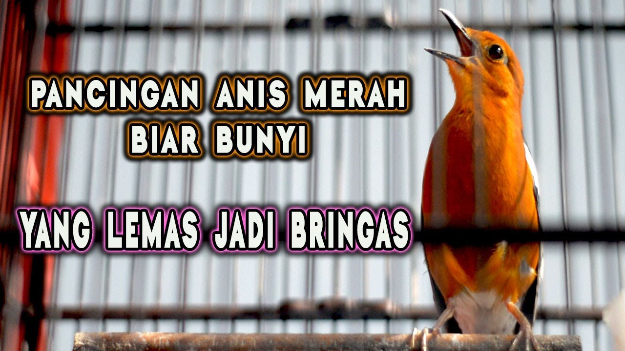 🔴 PANCINGAN ANIS MERAH BIAR BUNYI!! YANG LEMAS JADI BRINGAS YANG DIAM JADI GACOR